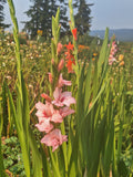 Gladiolus Corms - 6 for $5