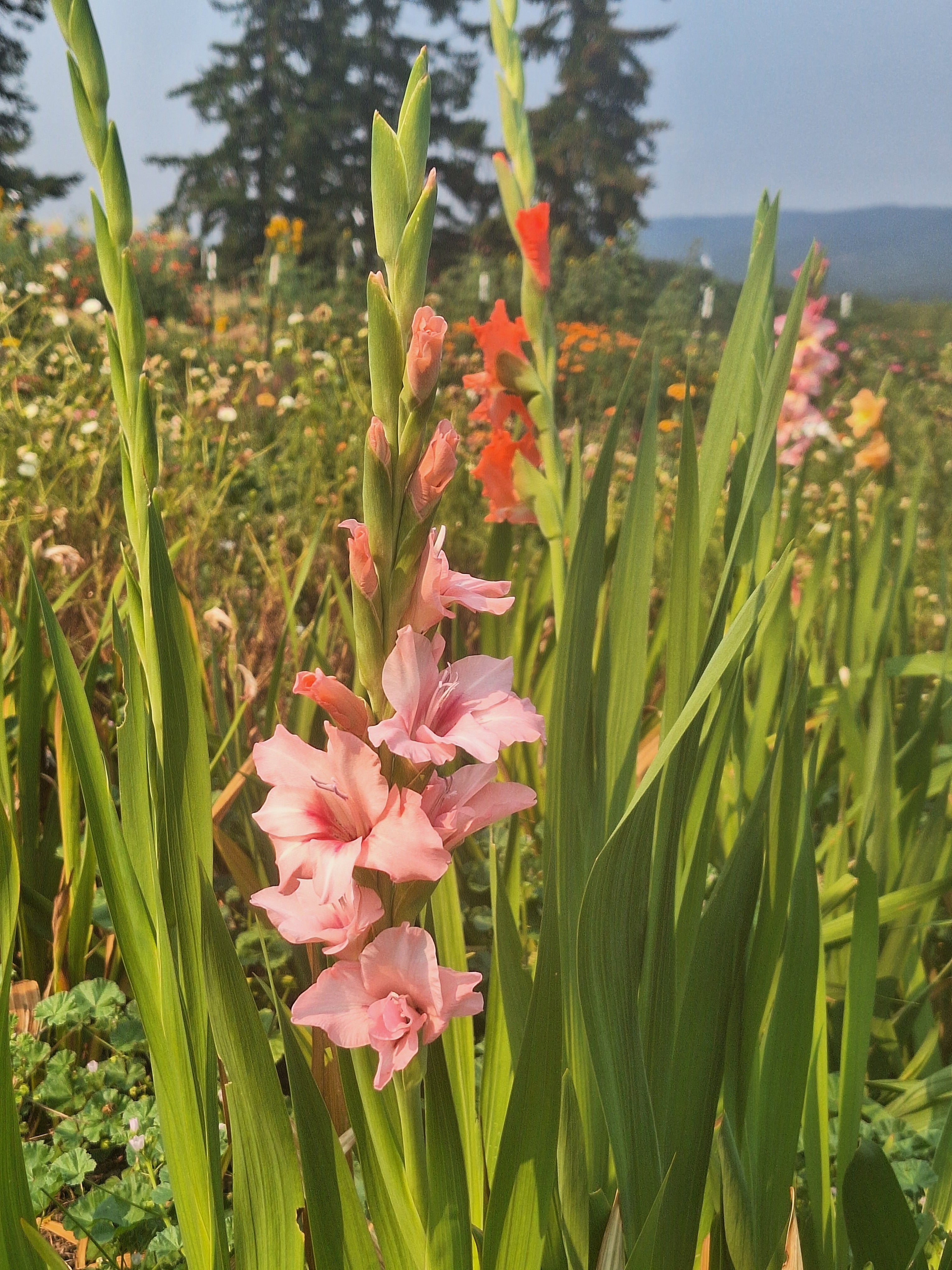 Gladiolus Corms - 13 for $10